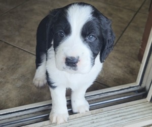 English Springer Spaniel Puppy for sale in QUEEN CREEK, AZ, USA