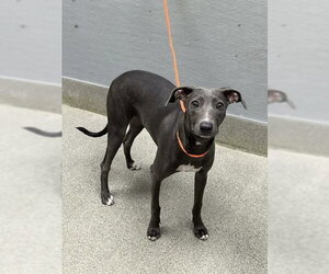 Unknown-Whippet Mix Dogs for adoption in Las Vegas, NV, USA
