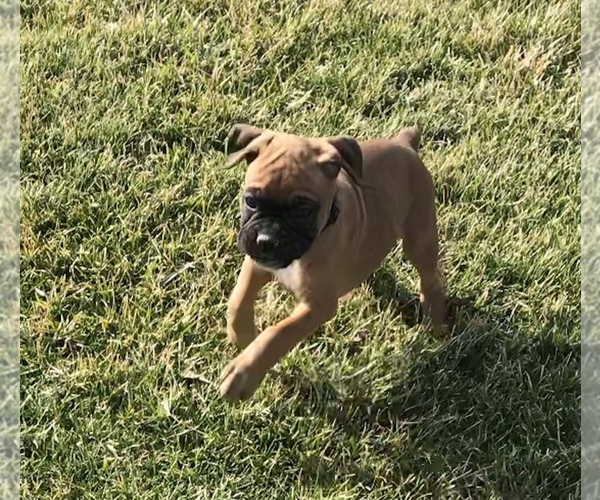 Medium Photo #6 Boxer Puppy For Sale in APPLE CREEK, OH, USA