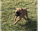 Small Photo #6 Boxer Puppy For Sale in APPLE CREEK, OH, USA