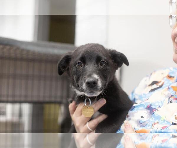 Medium Photo #1 Mutt Puppy For Sale in Mountain Home, AR, USA