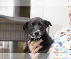 Mutt Dogs for adoption in Mountain Home, AR, USA