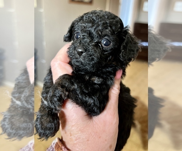 Medium Photo #2 Poodle (Toy) Puppy For Sale in NILES, MI, USA