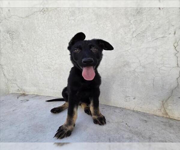 Medium Photo #1 Mutt Puppy For Sale in Tracy, CA, USA