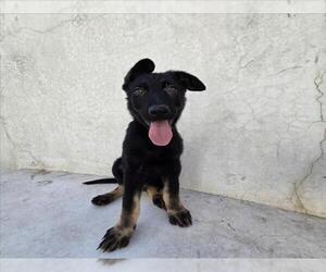 Mutt Dogs for adoption in Tracy, CA, USA