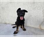 LUFFY - Male Mutt Dog for Adoption - Small photo