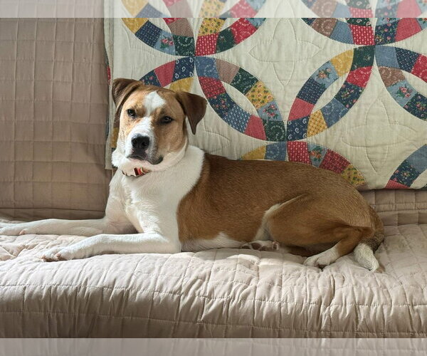 Medium Photo #4 American Pit Bull Terrier-Unknown Mix Puppy For Sale in Germantown, OH, USA
