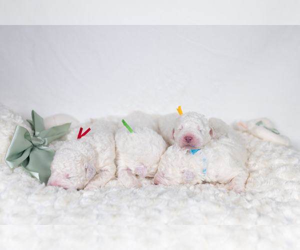 Medium Photo #23 Maremma Sheepdog Puppy For Sale in CONWAY, MO, USA