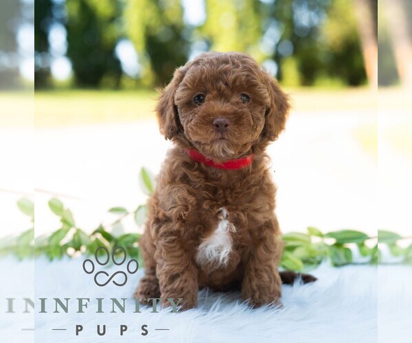 Medium Photo #5 Bichpoo Puppy For Sale in NEWPORT, PA, USA