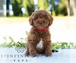 Small #4 Bichpoo