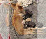 Long haired - Female Chihuahua Puppy for Sale - Photo #7
