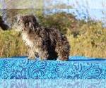 Small #38 ShihPoo