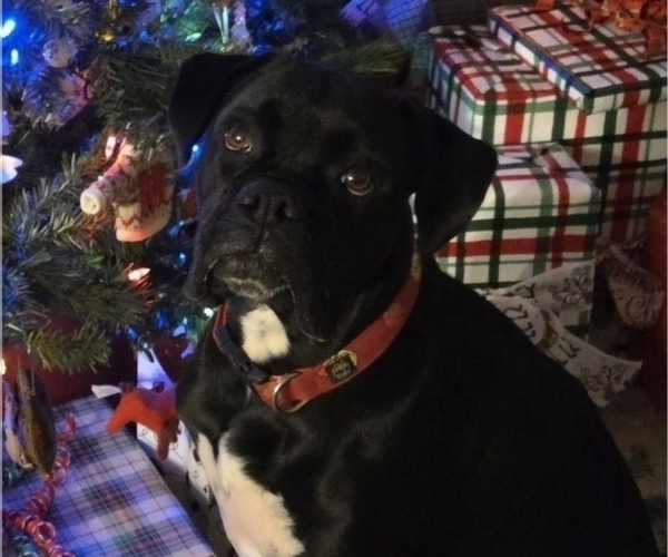 Medium Photo #1 Boxer Puppy For Sale in OPELIKA, AL, USA