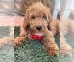 Small #3 Goldendoodle-Poodle (Toy) Mix