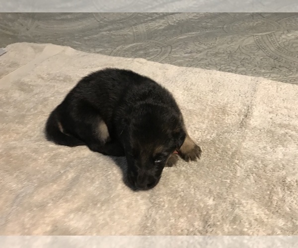 Medium Photo #4 German Shepherd Dog Puppy For Sale in LEAD HILL, AR, USA