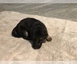 Small Photo #4 German Shepherd Dog Puppy For Sale in LEAD HILL, AR, USA