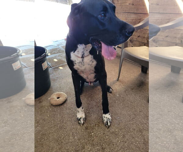 Medium Photo #2 Great Dane Puppy For Sale in Palm Beach, FL, USA