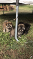 Alaskan Malamute-Chow Chow Mix Puppy for sale in RAMONA, OK, USA