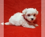 Small Photo #1 Coton de Tulear Puppy For Sale in BUFFALO, MO, USA