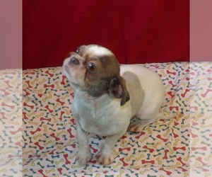 Shih Tzu Puppy for sale in PATERSON, NJ, USA