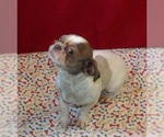 Image preview for Ad Listing. Nickname: Penny