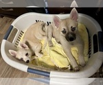 Small #112 Pomsky