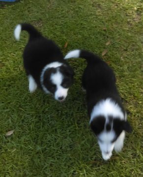 Medium Photo #1 Border Collie Puppy For Sale in MOBILE, AL, USA