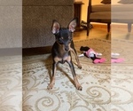 Small Photo #39 Miniature Pinscher Puppy For Sale in BULGER, PA, USA