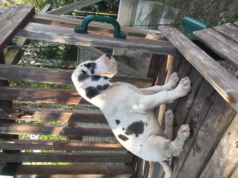 Medium Photo #1 Great Dane Puppy For Sale in ADEL, GA, USA