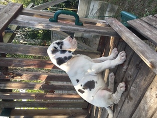 Great Dane Puppy for sale in ADEL, GA, USA