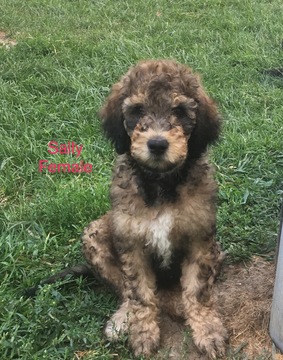 Medium Photo #1 Goldendoodle-Poodle (Standard) Mix Puppy For Sale in AUBURN, IN, USA