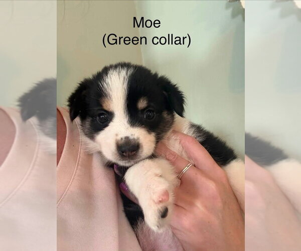 Medium Photo #1 Australian Shepherd-Unknown Mix Puppy For Sale in Aurora, IN, USA