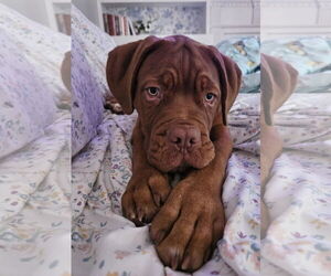 - Mix Dogs for adoption in Thomasville, NC, USA
