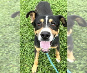 Mutt Dogs for adoption in Sacramento, CA, USA