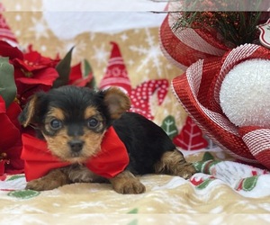 Yorkshire Terrier Puppy for sale in LANCASTER, PA, USA