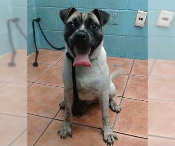 Medium Photo #1 Pug-Unknown Mix Puppy For Sale in San Diego, CA, USA