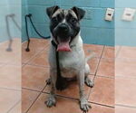 Small Pug Mix