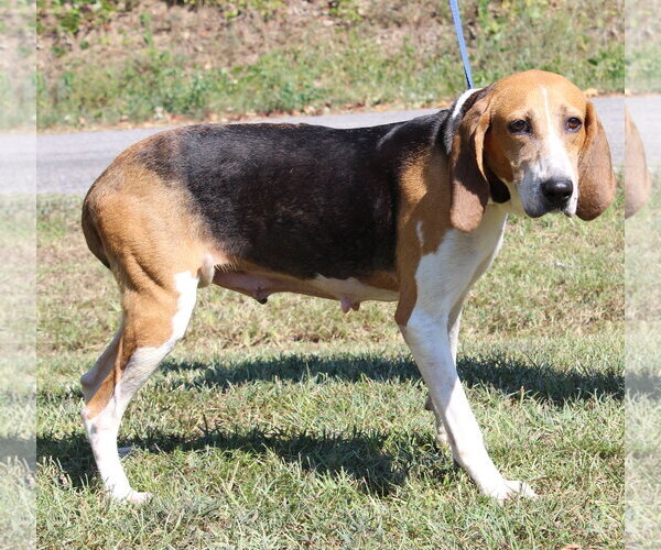 Medium Photo #3 Treeing Walker Coonhound Puppy For Sale in Prattville, AL, USA