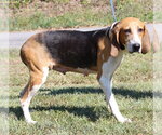 Small #2 Treeing Walker Coonhound