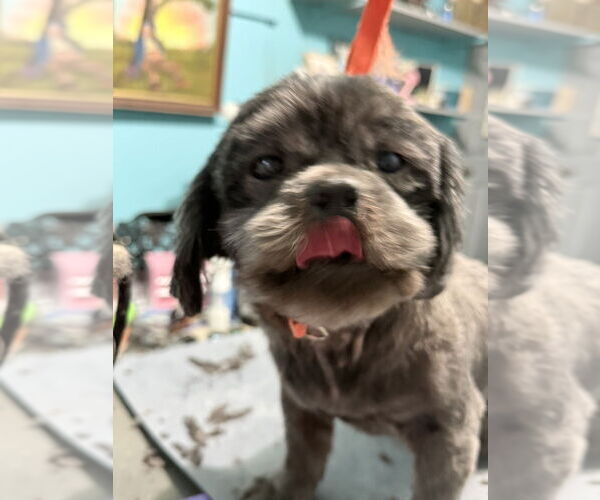 Medium Photo #4 Shih Tzu Puppy For Sale in Mooresville, NC, USA