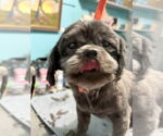 Small #3 Shih Tzu