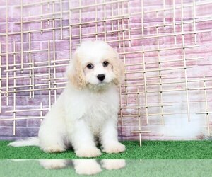 Medium Cavapoo