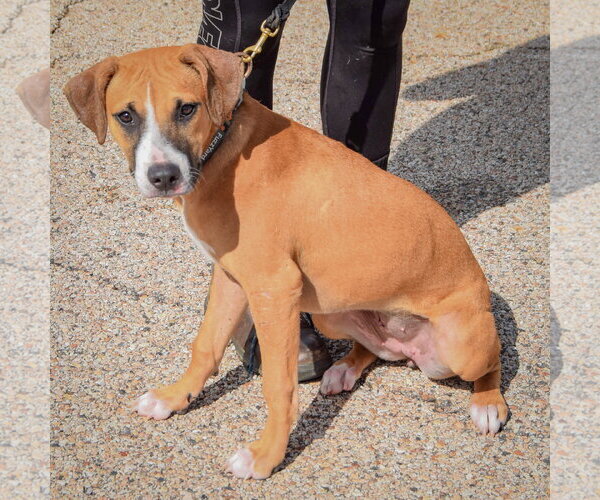 Medium Photo #4 American Staffordshire Terrier-Boxer Mix Puppy For Sale in Huntley, IL, USA