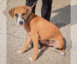 Paisley - Female American Staffordshire Terrier-Boxer Mix Dog for Adoption - Photo #4