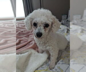 Bichon Frise Dogs for adoption in Sioux Falls, SD, USA