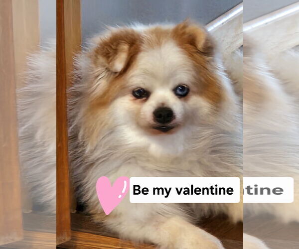 Medium Photo #7 Pomeranian-Unknown Mix Puppy For Sale in Farmington, MN, USA