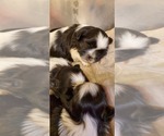 Small Photo #2 Shih Tzu Puppy For Sale in FORT MORGAN, CO, USA
