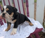 Small #6 English Bulldog