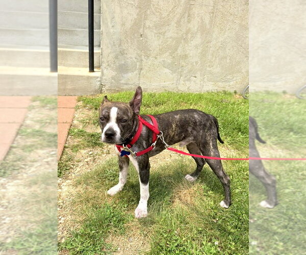 Medium Photo #6 Boston Terrier-Unknown Mix Puppy For Sale in Mundelein, IL, USA