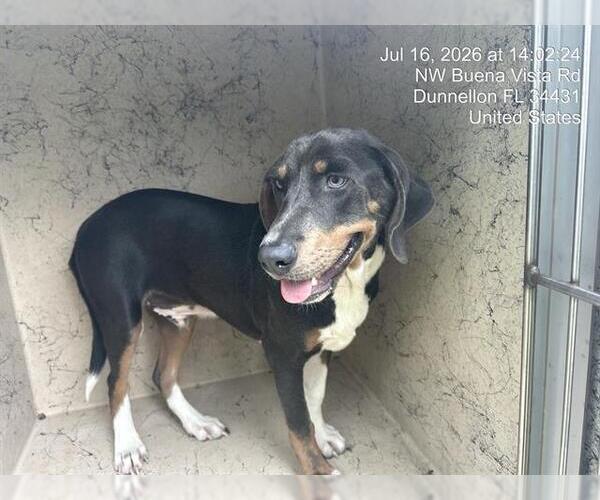 Medium Photo #1 Beagle-Unknown Mix Puppy For Sale in Ocala, FL, USA